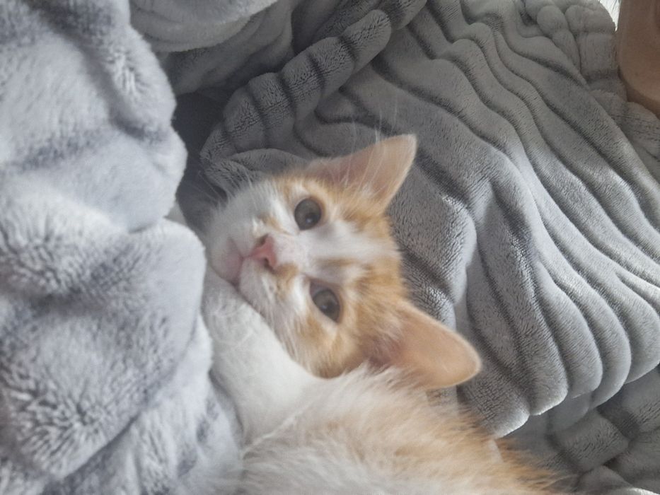 Кошеня шукає домівку