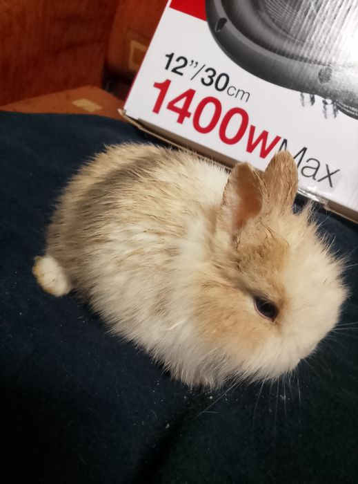 Króliczki miniaturki