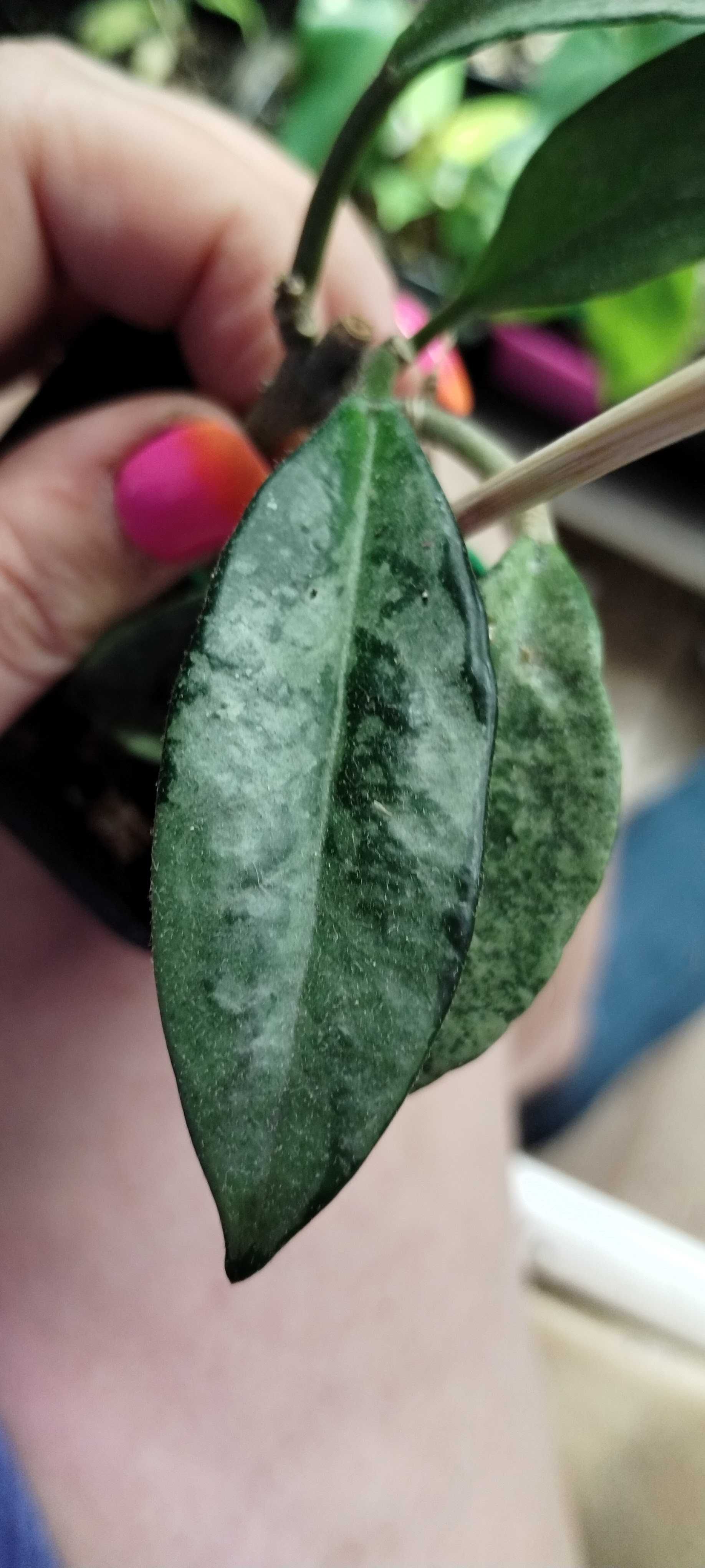 hoya AH074 silver-1LIŚĆ