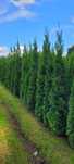 Tuja smaragd 180-200 cm tuje szmaragd thuje poznan thuja zywoplot