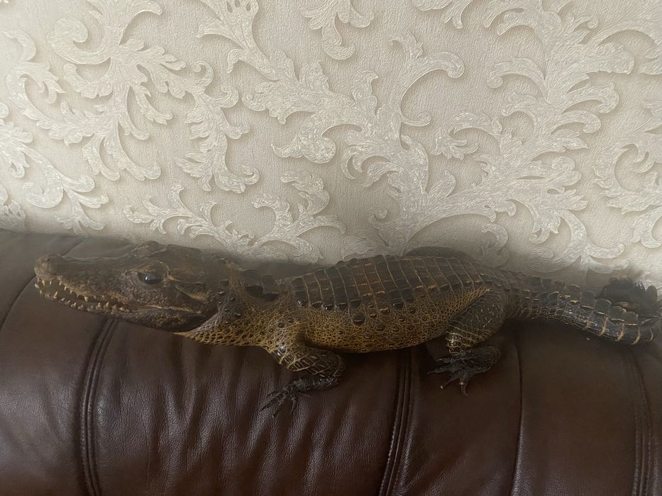 Продам чучело крокодила кайман