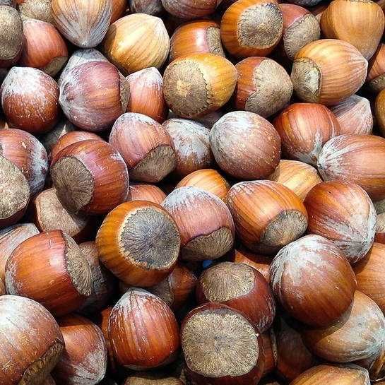 продам фундук(лещина) лесной орех