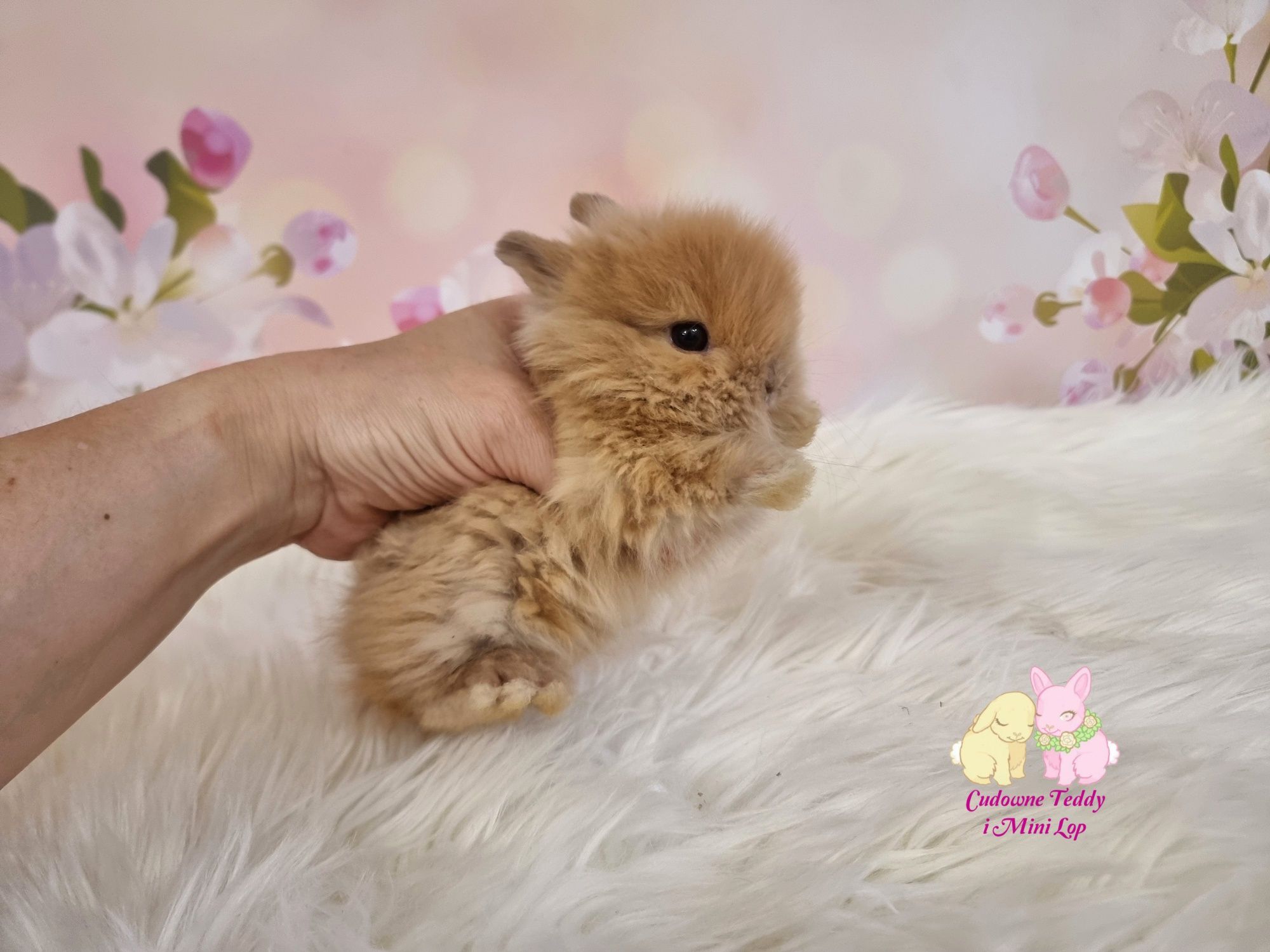 Mini Lopki i karzelek Teddy