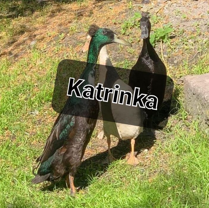 Biegusy Indyjskie czubate i z genem czubatości