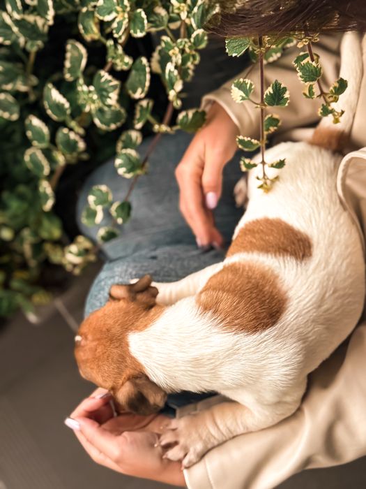 Jack Russell Terrier piesek