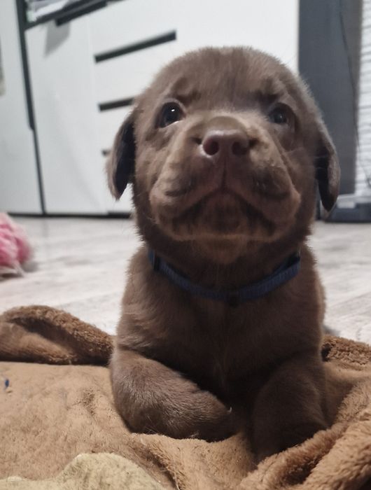 Labrador retriever szczeniak z rodowodem