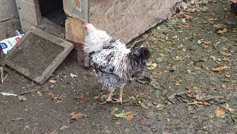 Liliputki miniaturki karzełki liliput para kura kogut lokowany loczek