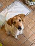 Peter Pan - Para Adopção bebé
