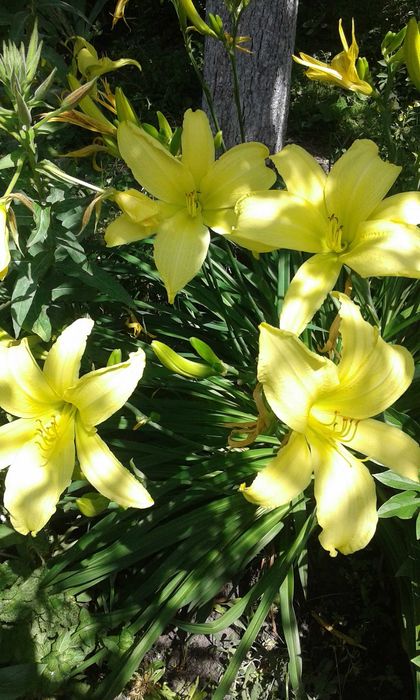 Продам садовые многолетние Лилейники, и другие растения