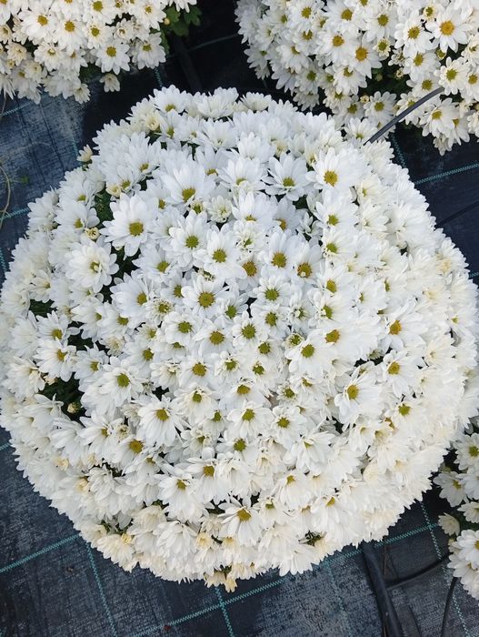 Chryzantemy-Kopki -Złocenie