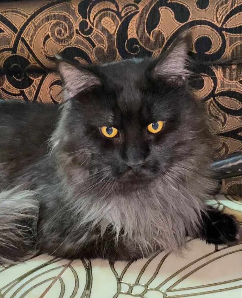 Котенок Мейн Кун