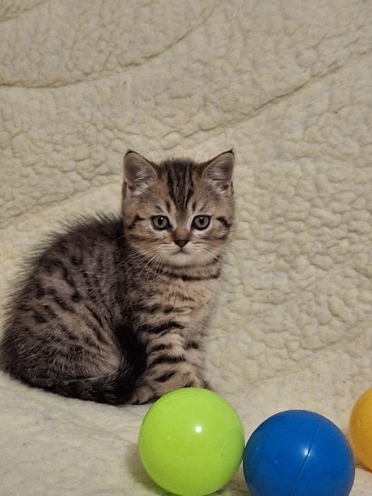 Продаю котенка шатланского Скоттиш ..1200грн