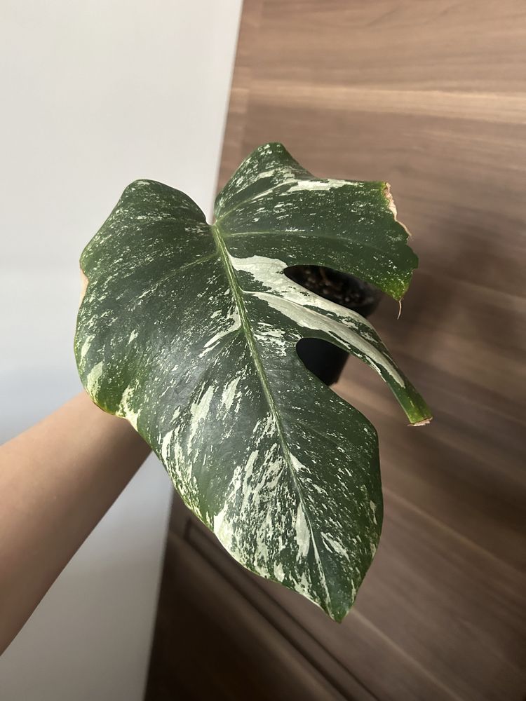 Kolekcjonerska Monstera Albo Variegata ukorzeniona sadzonka