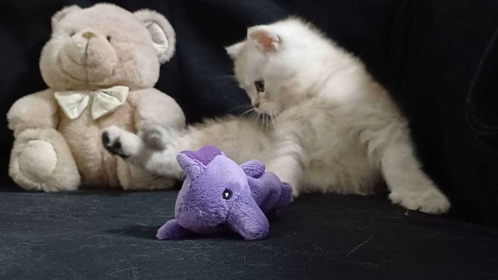 Чистокровні котики!