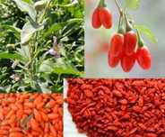 Planta /fruta goji