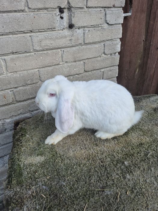 Sprzedam barany francuskie