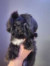 Piesek rasy Shih tzu