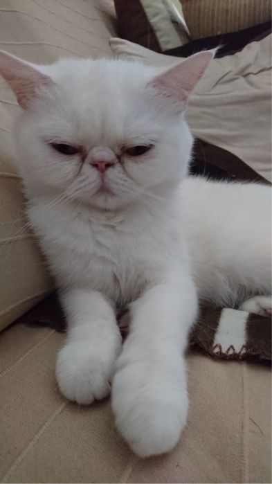 Gato Persa exótinho