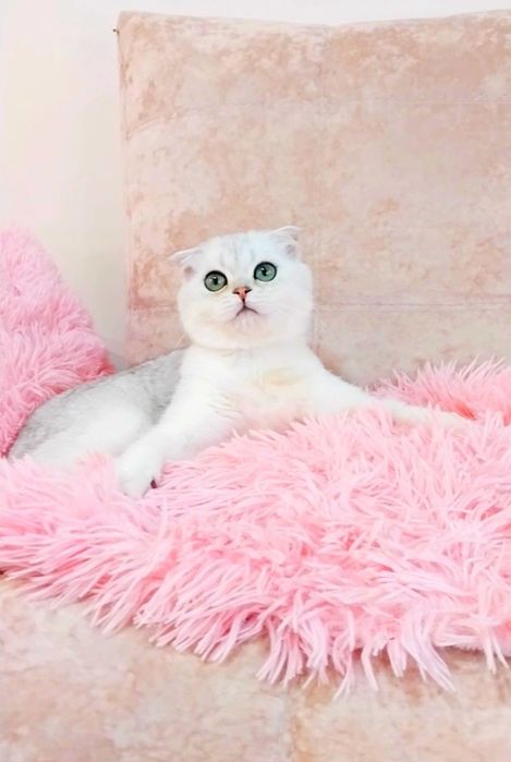 Чарівний зеленоокий красень шиншилка