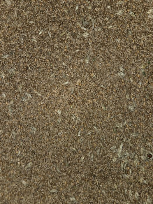 Pszenica LG kieramik