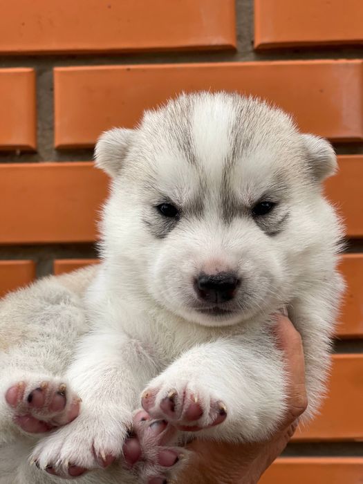 Продам цуценя сибірського хаскі