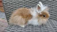 Króliki królik miniaturka