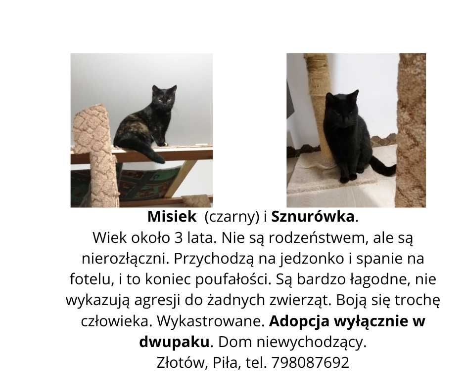 Kotki Misia i Ziaja czekają na dom
