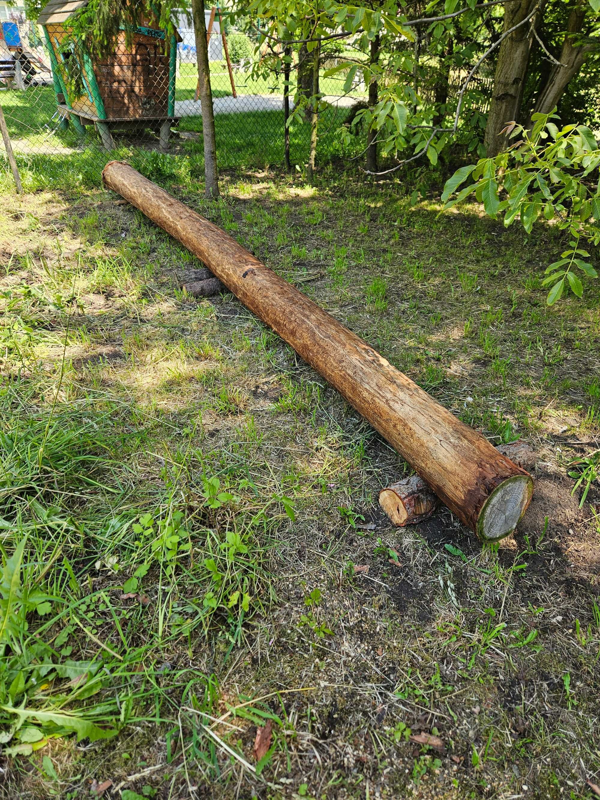 Modrzew, na opał- do tartaku?