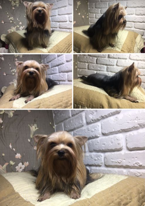 Йоркширские щенки