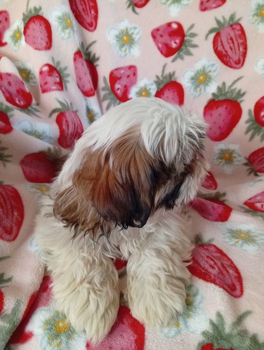 Shih tzu  sunia  śliczna