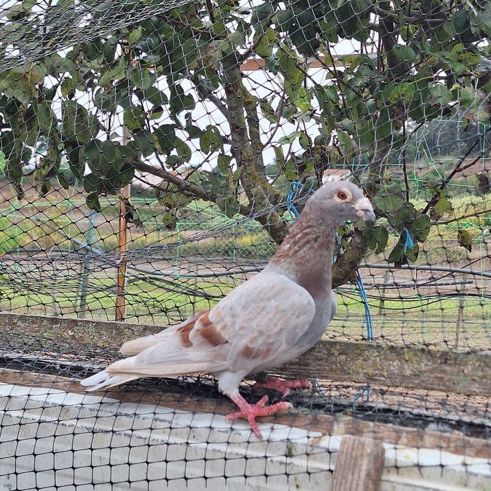 Pombos correios para venda