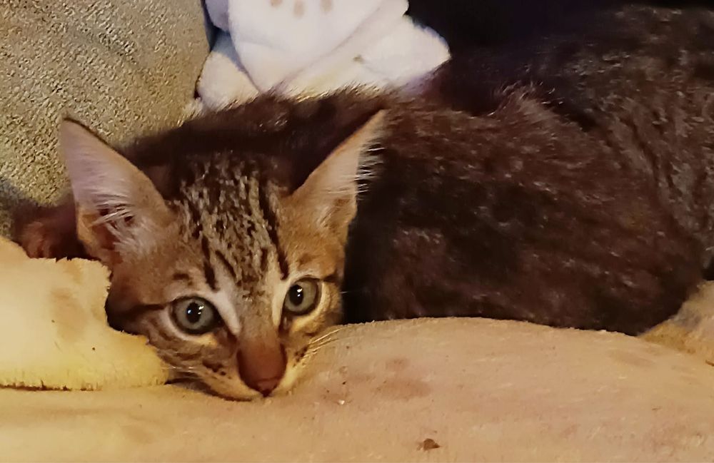 Gatinha tigrada com 3 meses para Adoção!