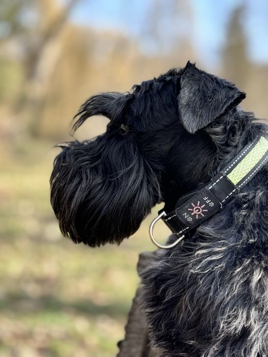 Цвергшнауцер шукає пару