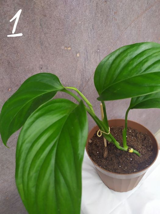 Монстера Фрідріхшталя []Monstera Friedrichstha]lii