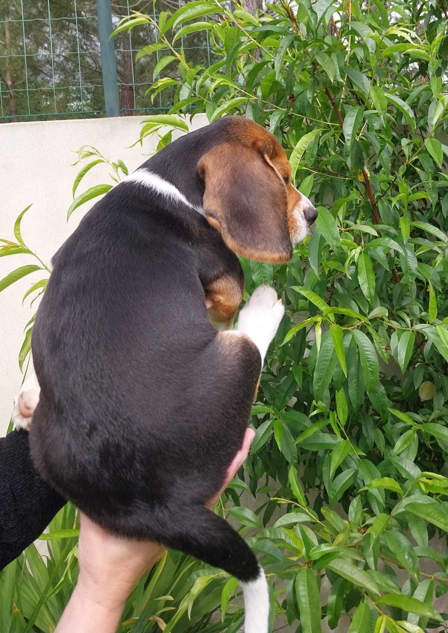 Beagle Lindo com LOP/Pedigree Disponível e chip, Pronto para entrega