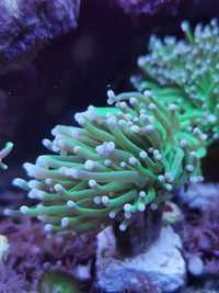 Euphyllia Glabrescens Green. Koralowiec, akwarium morskie, korale,nemo
