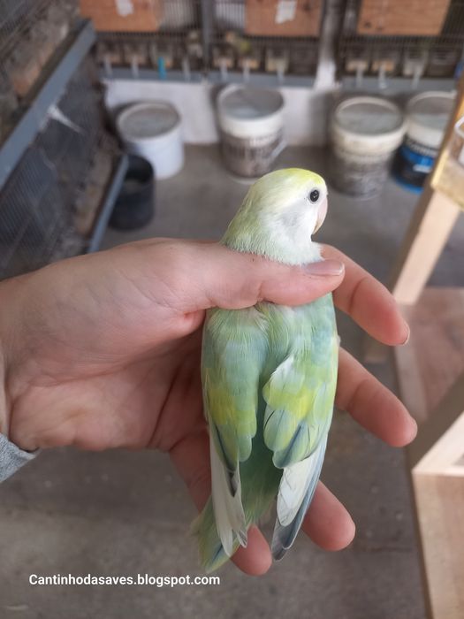 Roseicollis fêmeas e machos