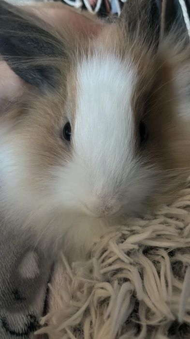 Oddam króliczki w dobre ręce