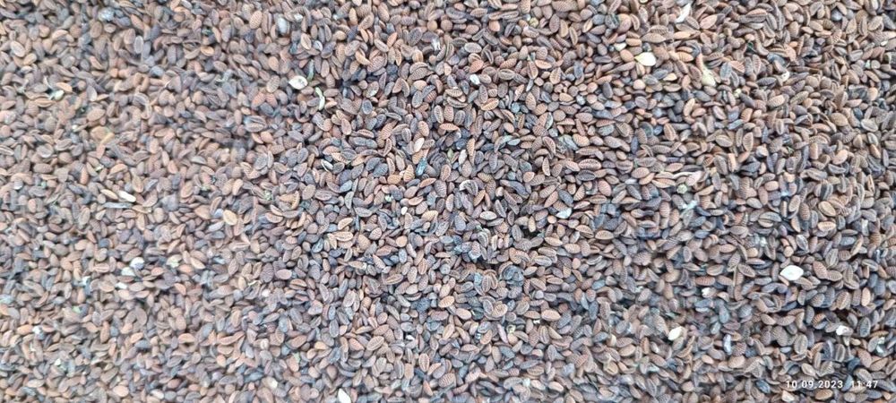 Фацелія насіння сидерат