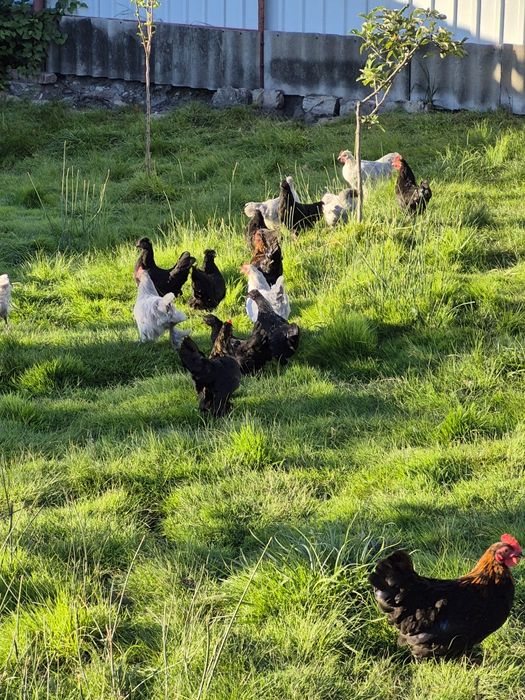 Продам Карликовых курочек