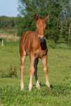 Klacz AQH Top reining pochodzenie
