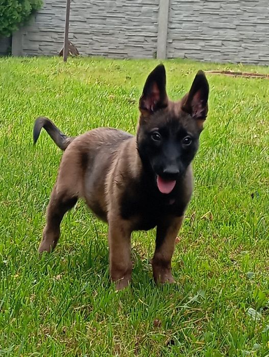 Sprzedam Owczarka Belgijskiego Malinois