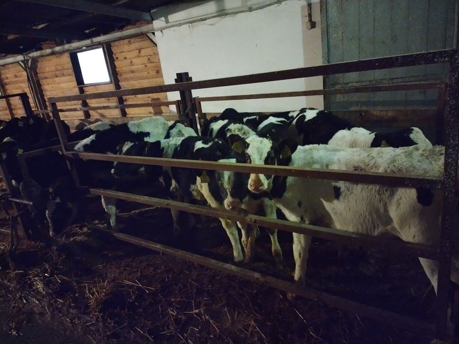 Byczki odsadki 14 sztuk bez mleka do 130 kilo Wielkopolska