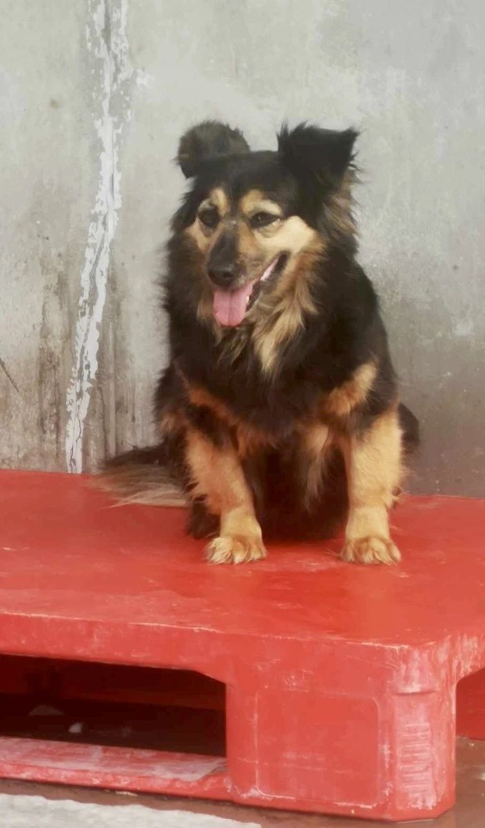 Suczka Misia do adopcji!