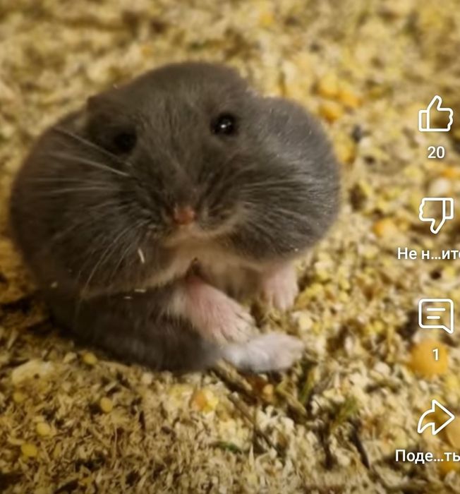 Хом Фенотип Royal Blue