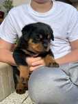 Rottweiler, szczeniak, piesek, ZKwP