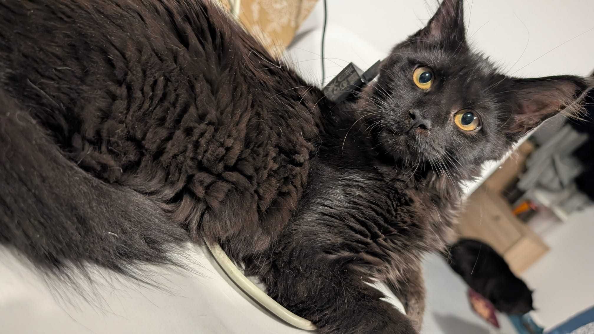Maine coon - kotka