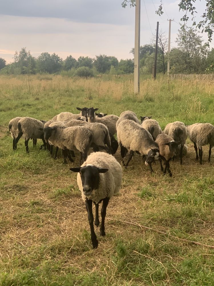 Вівці, овечки, барани романівські