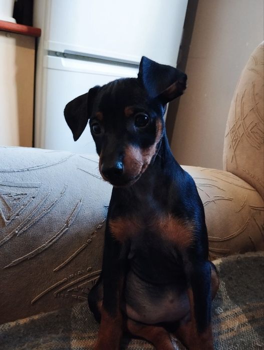 Продаю цуценят цверг пінчера