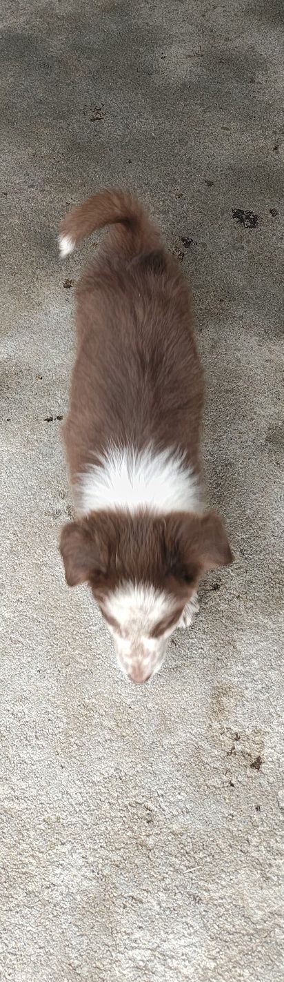 Border collie macho puro olhos verdes